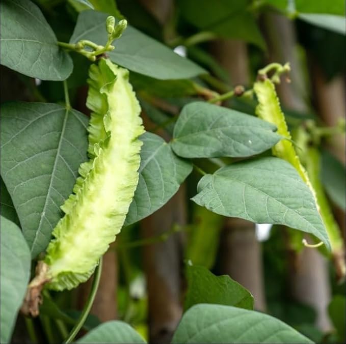 Winged Bean Seeds - 1 Lb ~1808 Seeds - Non-GMO Heirloom - Asian Garden Vegetable