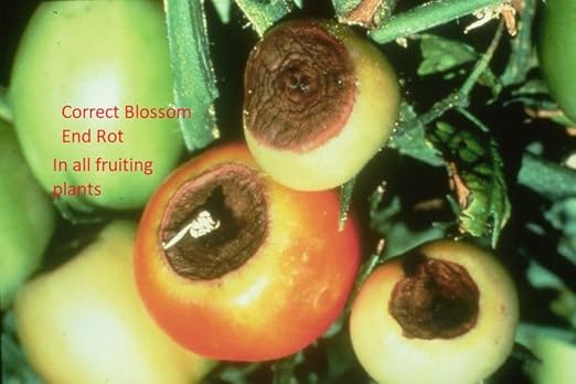 TrueNute Calcium Chloride 16 Ounces for Calcium Deficiency in All Plants Will Stop Blossum End Rot Leaf Tip Burn Deformed New Shoots and Leaf Tips and Distorted and Or Curl at Leaf Tips