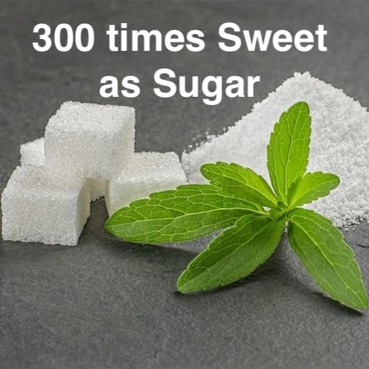 Natural Herbal Live Zero Calorie Sugar Replacement. Stevia Plants. Sweet Leaf Sugar Leaf Natural Sugar Substitute Herb Easy to Grow (4 stevia sacs)