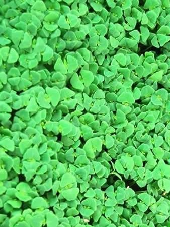 Chia Sprouting Seeds: 5 Lb - Non-GMO Black Chia Seeds for Growing Microgreens Sprouting Growing Micro Chia Greens
