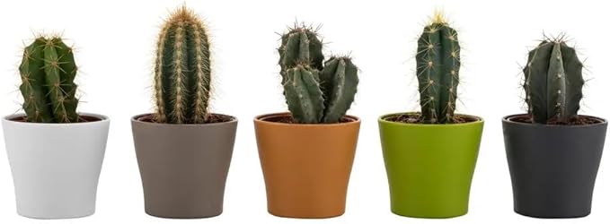 5 Colorful Planter Pots with Mini Garden Hand Transplanting Tools - for Flowers Herbs Succulents Cacti Indoor and Outdoor Plants