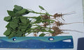 3 Live Starts Lambsquarter/Chenopodium Album (Organically Grown) (Organically Grown)