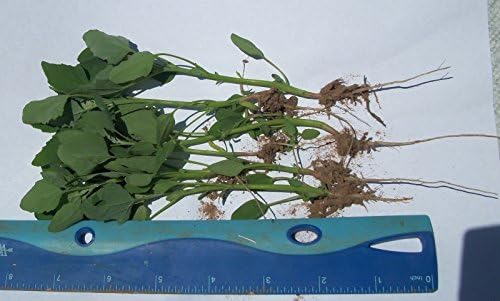 3 Live Starts Lambsquarter/Chenopodium Album (Organically Grown) (Organically Grown)