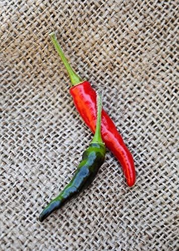 1 Black Cobra Pepper Live Plant Also Know as The African Chile de Arbol peper Plant Free GBFertilizer kit pakage per Plant