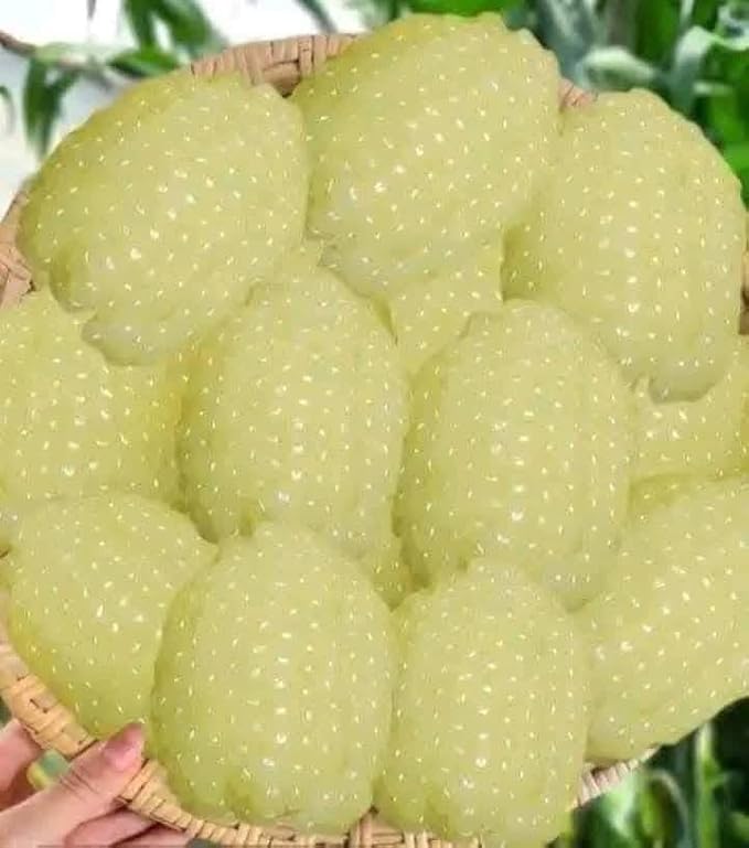 50+ Seeds Bap NEP nu SUA Seeds Rare find AÁian NGO NEP nu SUA TRAI tron