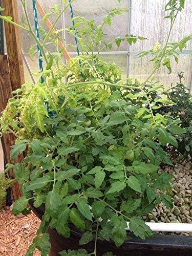 TrueNute Iron Chelate FeEDDHA 6% - Advanced Solution for Thriving Aquaponics Systems 16 Oz for Aquaponics Fertilizer Hydroponics Fertilizer Traditional Garden Fertilizer