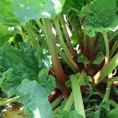 Victoria Rhubarb Crown - Perennials Bulk &amp Wholesale Rhubarb Crown Ready to Plant | Easy to Grow Comes Back Every Year (50 Pack)