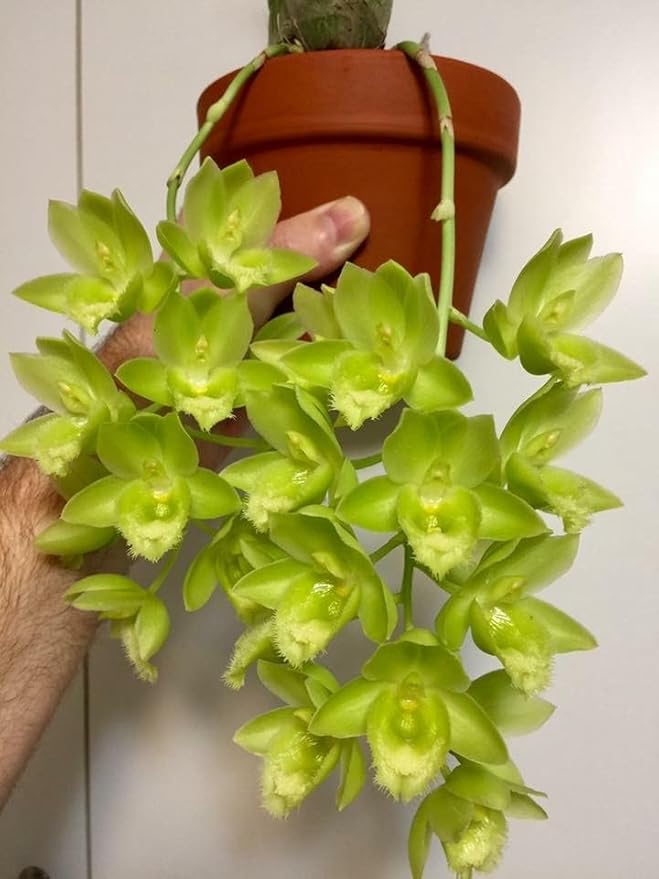 Tezula Plants Florikan 16-5-11 NPK MAX 180 Day Timed Release Fertilizer. Excellent for Orchids Anthuriums Philodendrons. (2 Pound)