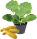 3 Squash Plants Live 3 to 6 Inch Tall Zucchini Plants Live Yellow Squash Zucchini Seedlings 4 Inch Pot