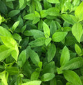 Set 4 Longevity Spinach Plants Green Gynura Vegetables Seedlings Perennial Spinach Shurb 4-6 Inch Tall