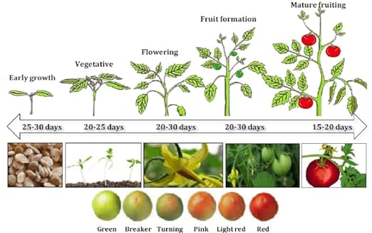 Organic Growing Fertilizer 1 Gal CDFA Organic Registered. Plant Care Fertilizer for Vegetable Gardens Like Tomato Cucumber Squash Beans and All Other Plants