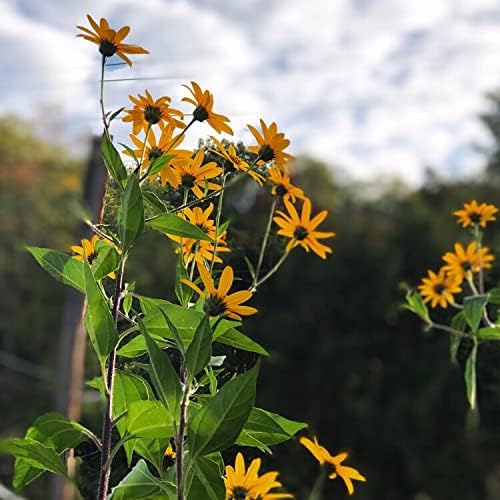 Jerusalem Artichoke Tubers (Helianthus tuberosus) - Sunchokes Sunroot or Jerusalem Artichokes for Planting or Eating (10)
