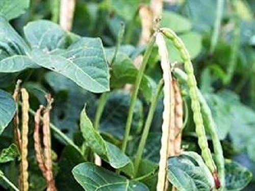 Iron and Clay Cowpea 5 Lbs. Excellent for quail dove Avg. 4000 seeds/lb.