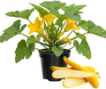 2 Yellow Zucchini Plants Live for Planting Squash Plants Live for Planting 4 to 6 Inches Tall