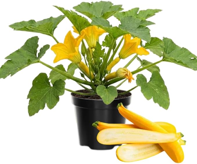 2 Yellow Zucchini Plants Live for Planting Squash Plants Live for Planting 4 to 6 Inches Tall