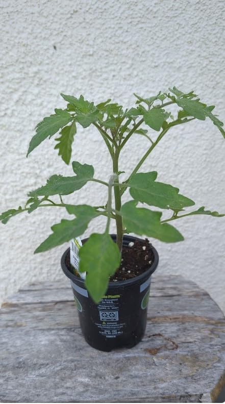 Generic Sunsugar Sun Sugar Tomato PLive Plant not Seeds Non-GMO 4 to 8 Tall in 4 Inch Pot – Indeterminate Yellow Cherry Ripens to Orange