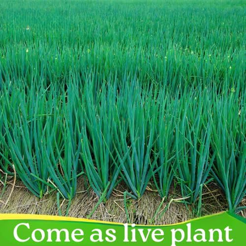 Potted of 3 Trees Onion Egyptian Walking Onion Live Plants for Planting Outdoors Rare Fresh Heirloom Allium Winter Onions Vegetable
