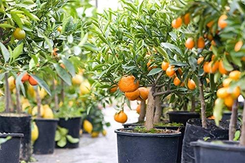 GARDENERA Citrus Tree Potting Soil Mix Special Blend for Indoor Oranges Lemons Limes and More - (4 Quart Bag)