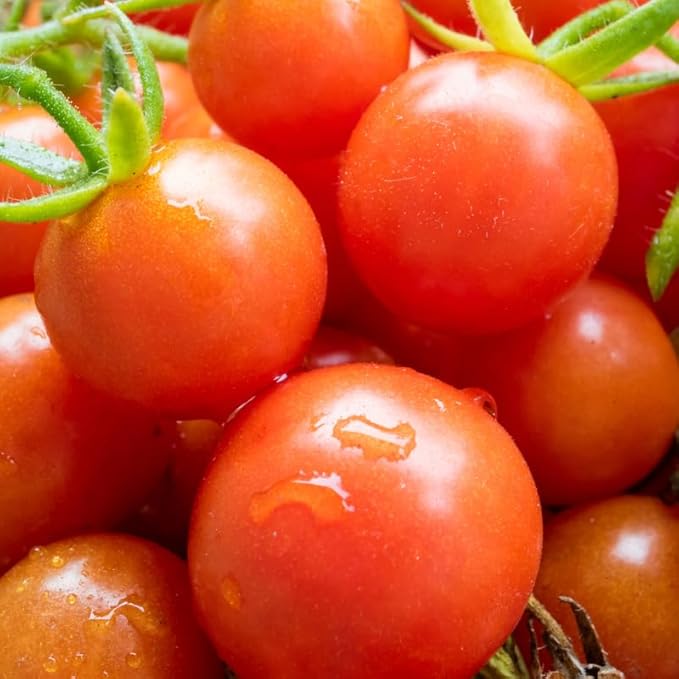 4 Tomato Plants Live for Planting Outdoors Starter Vegetable Plants Tree Tomato Plant 5 to 8 Inch Tall No Pot Cherry Tomato