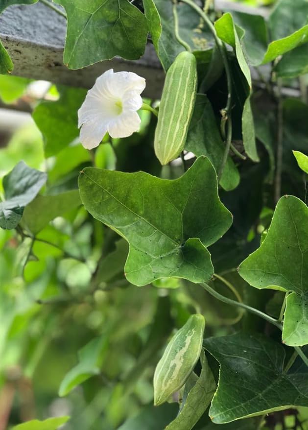 Live Red Tindora Plant Ivy Gourd Perennial Vine Scarlet Gourd Vine Climbing Gourds Plant Half Gal Pot No Ship CA
