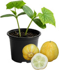 2 Lemon Cucumber Plants Live 4-6 Tall Live Yellow Cucumber Plants Potted 4 Inches Pot Vegetable Plants for Outdoor Garden Planting