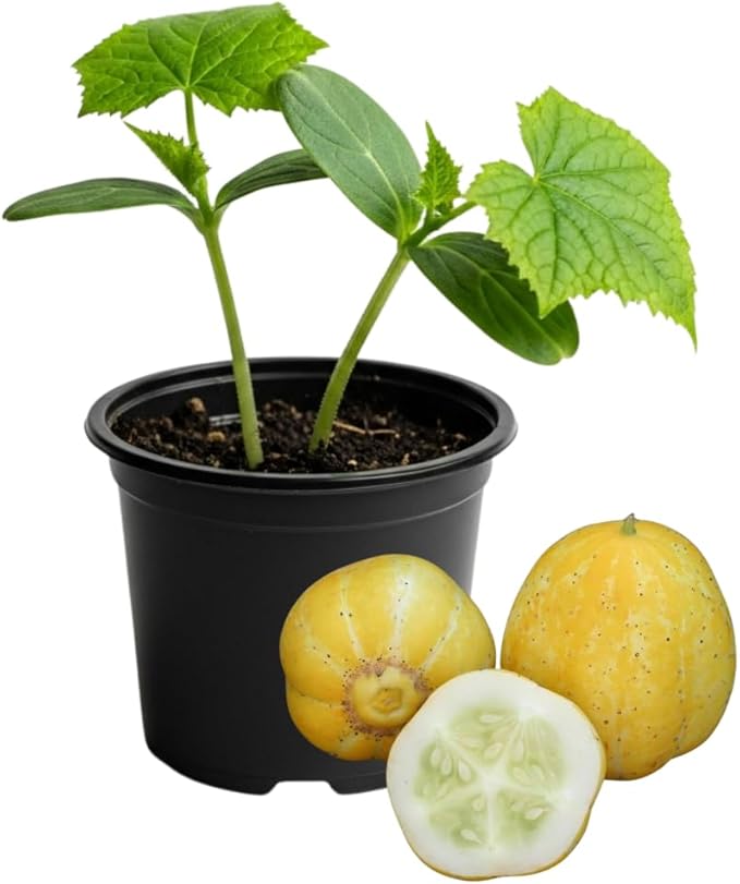 2 Lemon Cucumber Plants Live 4-6 Tall Live Yellow Cucumber Plants Potted 4 Inches Pot Vegetable Plants for Outdoor Garden Planting