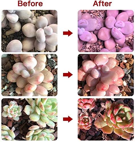 Grow Light for Indoor PlantsFull Spectrum Double Goosenecks Desk Clip Plant Lamp for Seedlings/Seeds/SucculentsColor Spectrum Changeable &amp Timer Setting 3H/9H/12H