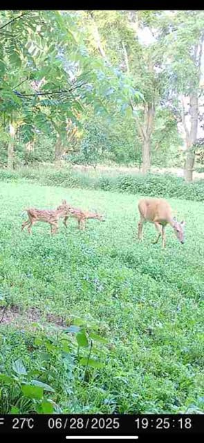 Clover Food Plot Seed for Deer and Turkeys 1/2 Acre or 3 Acre 5 Types of Clover Perennial Blend Cold Hardy Drought Tolerant Highly Palatable (1/2 Acre (3.5lbs))
