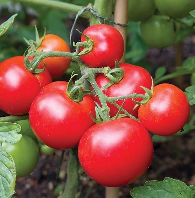 2 Pots 3 Cherry Tomatoes Plants 3-5 Inch Tall Red Tomato Seedling Heirloom Tomato Plants