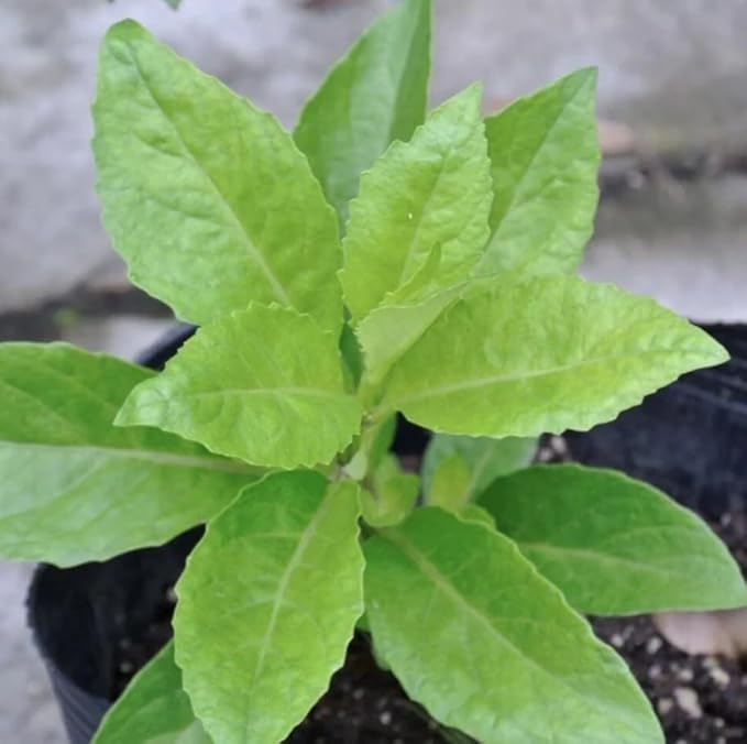 Set 4 Longevity Spinach Plants Green Gynura Vegetables Seedlings Perennial Spinach Shurb 4-6 Inch Tall