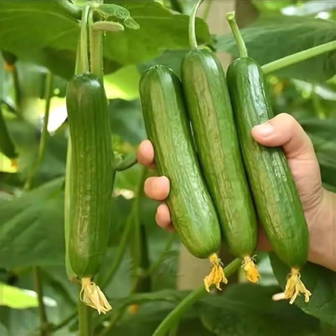 2 Green Cucumber Plants Live for Planting Live Cucumber Plants for Planting 4 to 7 Inches Tall Vegetable Plant