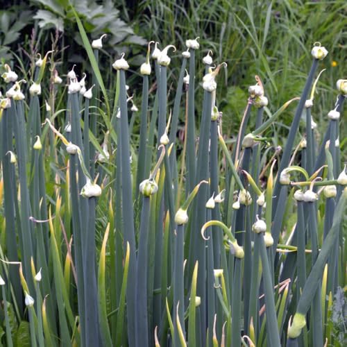 Potted of 3 Trees Onion Egyptian Walking Onion Live Plants for Planting Outdoors Rare Fresh Heirloom Allium Winter Onions Vegetable