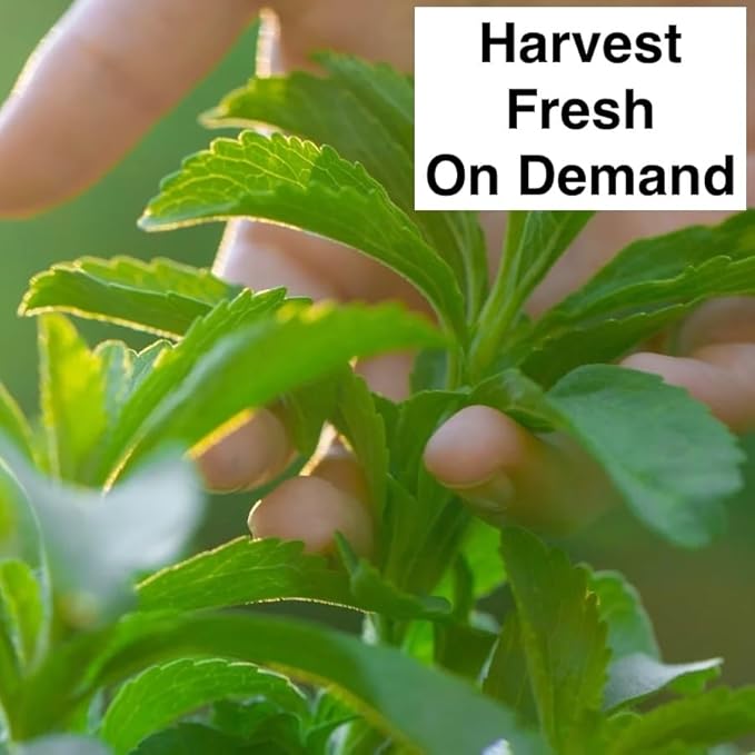 Natural Herbal Live Zero Calorie Sugar Replacement. Stevia Plants. Sweet Leaf Sugar Leaf Natural Sugar Substitute Herb Easy to Grow (4 stevia sacs)