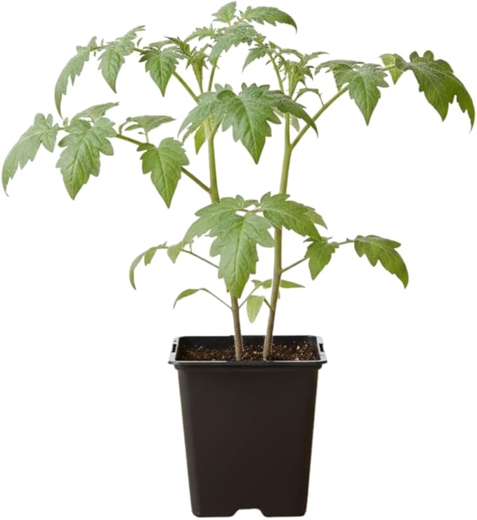 Set 2 Pots Beefsteak Tomato Plants 4 Inch Pot Live Tomato Plants 5 to 8 Inch Tall Vegetable Seedlings for Growing
