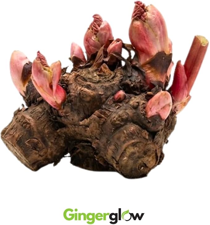 Rhubarb Plants Root for Planting Hardy &amp Sweet Red Cherry Rhubarb Large Crown 6–7 Inch Easy to Grow for Beginners Fast- Growing Perennial
