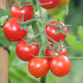 Set 2 Pots Cherry Tomato Plants 4-8 Red Sweet Tomato Plants Live Potted 4 Inch Pot 2 Plants per Pot