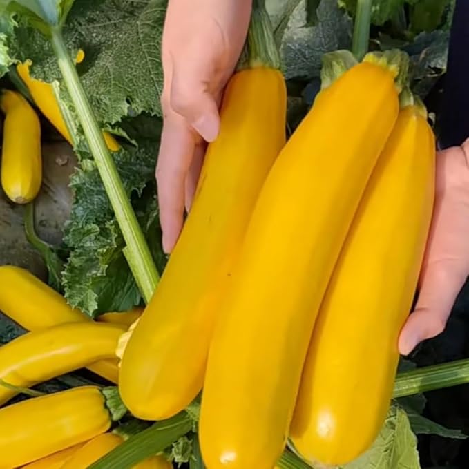 2 Yellow Zucchini Plants Live for Planting Squash Plants Live for Planting 4 to 6 Inches Tall