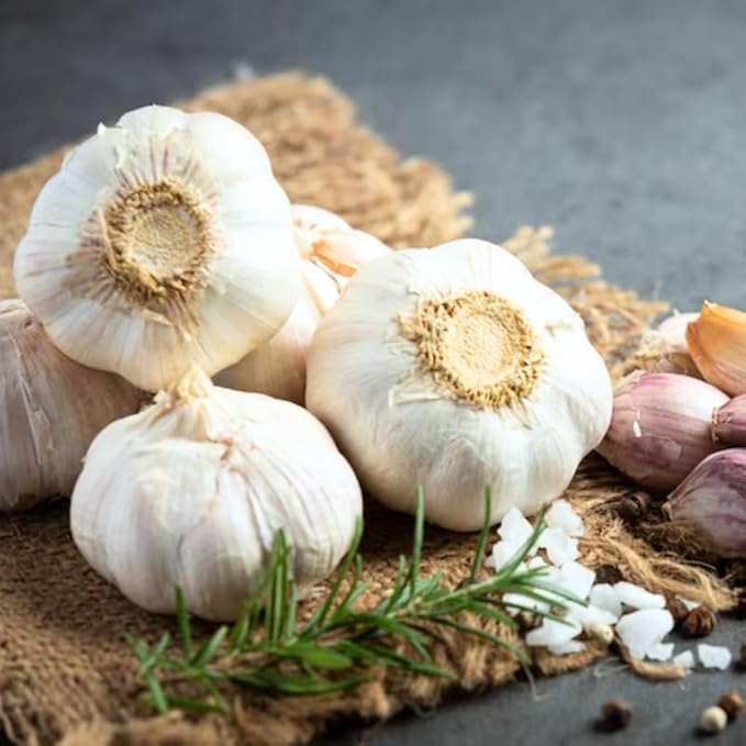 1 Pound Music Hardneck Garlic Bulbs for Planting Fresh High-Yield Hardy Garlic for Garden or Container Growing