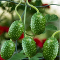 100 West Indian Gherkin Cucumber Seeds | Cucumis Anguria Burr Maroon Spiky Cocombro Pepino Silvestre Vegetable Seed