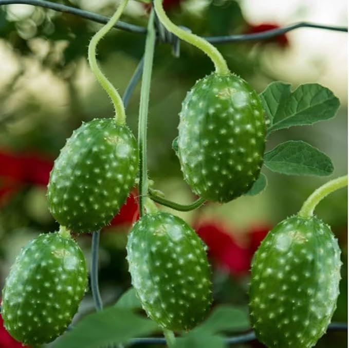 100 West Indian Gherkin Cucumber Seeds | Cucumis Anguria Burr Maroon Spiky Cocombro Pepino Silvestre Vegetable Seed
