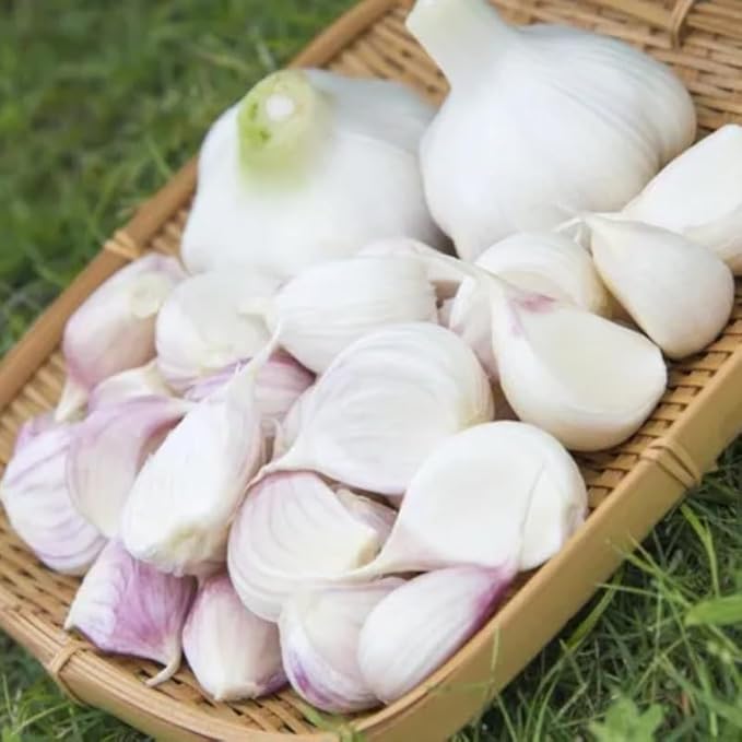 1 Lb White Garlic Bulbs for Planting 8 Hardy Garlic Bulbs for Planting Home Vegetable Garden or Raised Beds Hardneck Garlic Bulbs