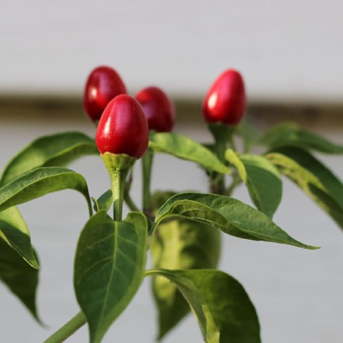 No CA Chiltepin Pepper Live Plant 120 Days Old Hot Chile Chiltepin Pepper Plants Live Tepin Chili Pepper Plants 7 to 10 Inc Tall for Growing