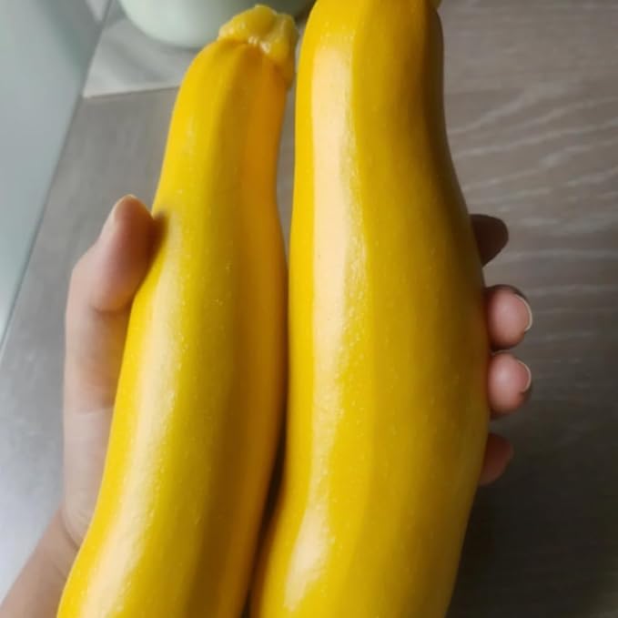3 Live Squash Plants Zucchini Plants Seedlings Yellow Squash Plant Live in 4 Inch Pot