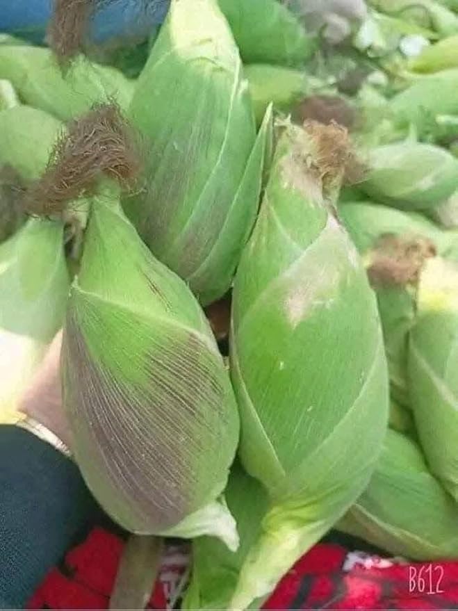 50+ Seeds Bap NEP nu SUA Seeds Rare find AÁian NGO NEP nu SUA TRAI tron