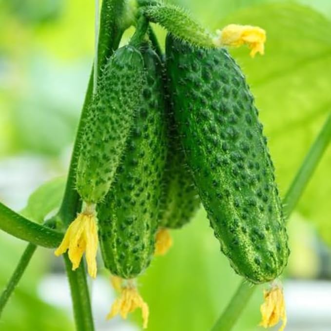 Set 2 Live Cucumber Plants for Planting Green Cucumber Plants Live for Planting Vegetable Plants 4 Inches Pot