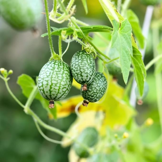 Cucamelon Plant 4 Inch Pot Mini Cucumber Plants Potted 4 to 8 Inch Tall Seedlings for Planting Garden