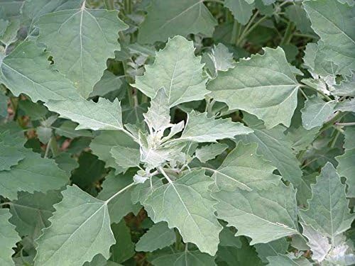 Lambsquarter/Chenopodium Album - 1000 Seeds (Organically Grown) (Organically Grown)