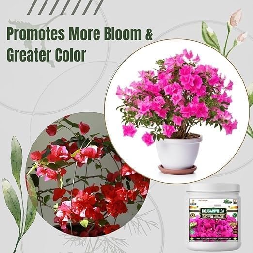 Bougainvillea Growth Miracle Fast Action Organic Granules for Rapid Growth and Heavy Flowering. (200 gm)