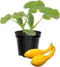 Yellow Squash Vegetable Plants Live Set 3 Plants 3 to 6 Inc Long Squash Plants Live Growing