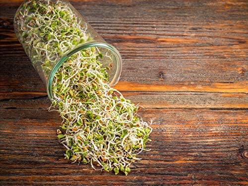 Food to Live Organic Radish Seeds for Sprouting 10 Pounds - Non-GMO Edible Seeds Vegan Kosher Bulk. Spicy Flavor. Rich in Vitamin C. High Germitation Rate. Grow Sprouts Microgreens for Rolls.